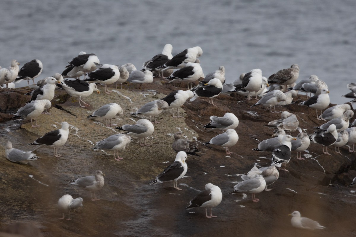 racek mořský - ML646355563