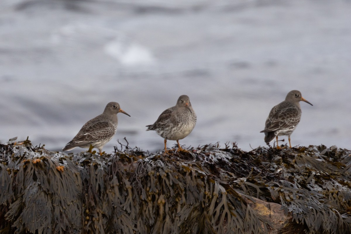 jespák mořský - ML646355566