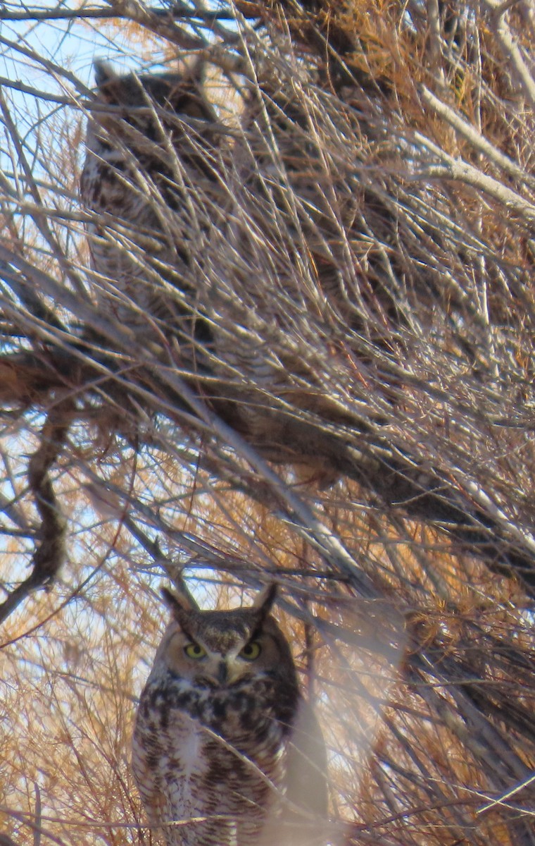 Great Horned Owl - ML646355567