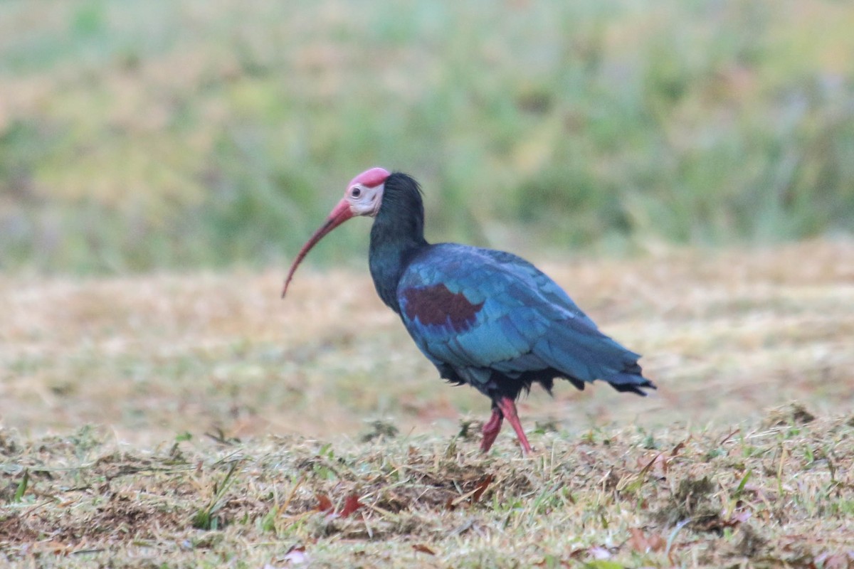 Southern Bald Ibis - ML646355568