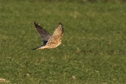 Merlin - ML646355569