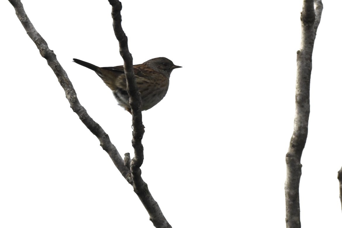 Dunnock - ML646355570