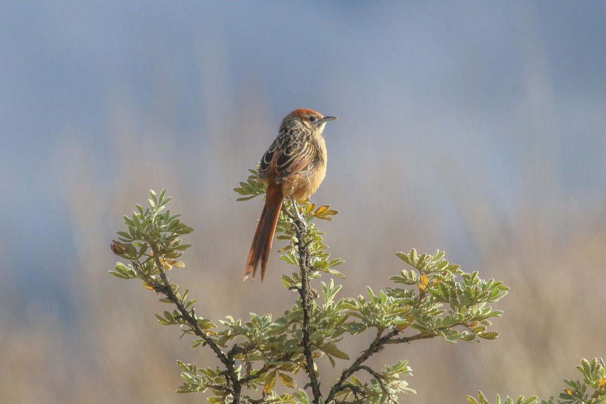 Cape Grassbird - ML646355572