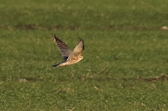 Merlin - ML646355573