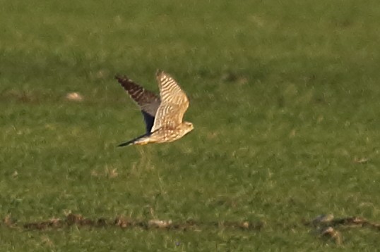 Merlin - ML646355576