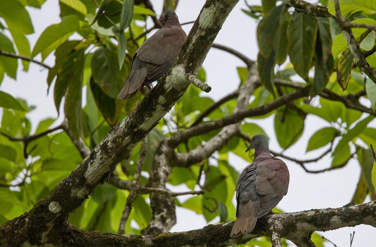 Paloma Colorada - ML646355582
