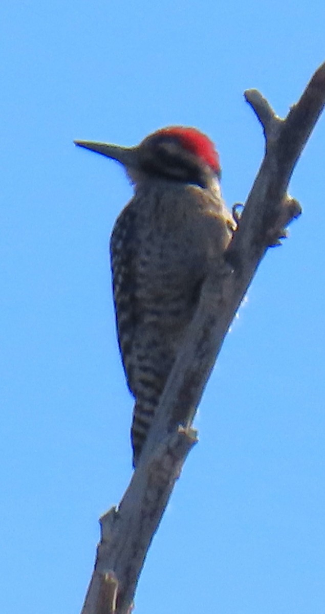 Ladder-backed Woodpecker - ML646355584