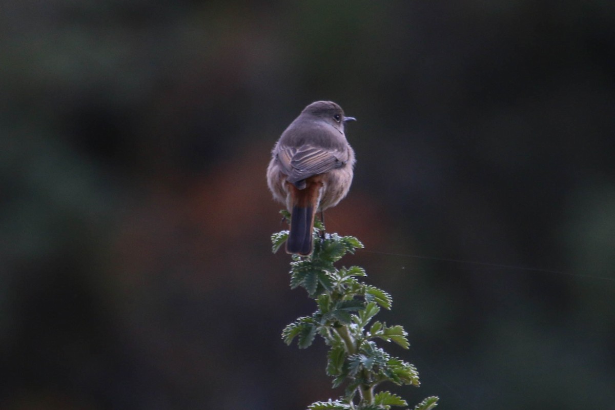 Familiar Chat - ML646355585