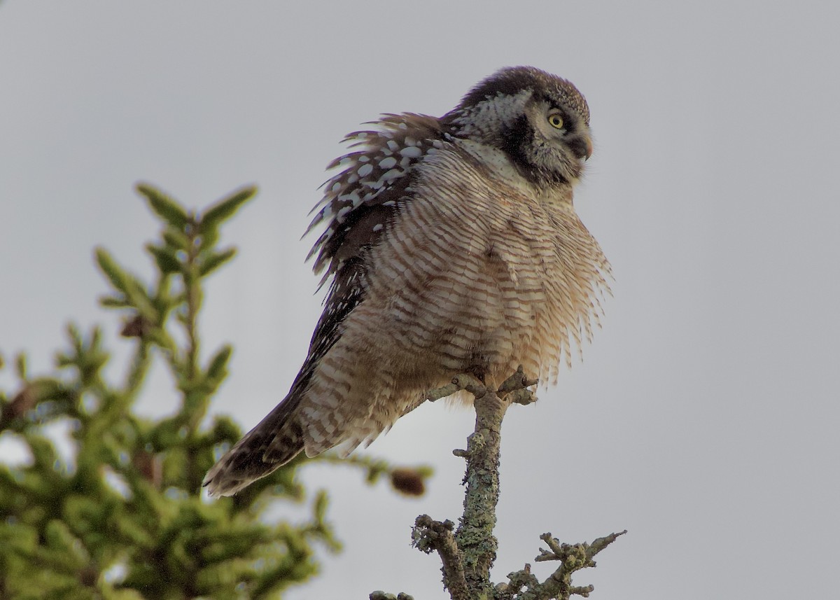 Lechuza Gavilana - ML646355586