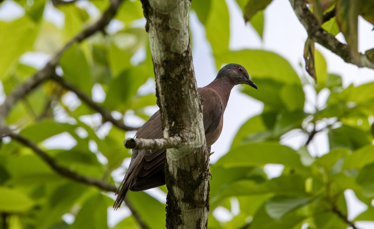 Paloma Colorada - ML646355587