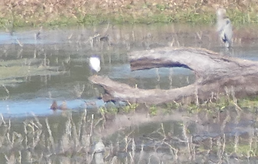 Codone - ML646355588