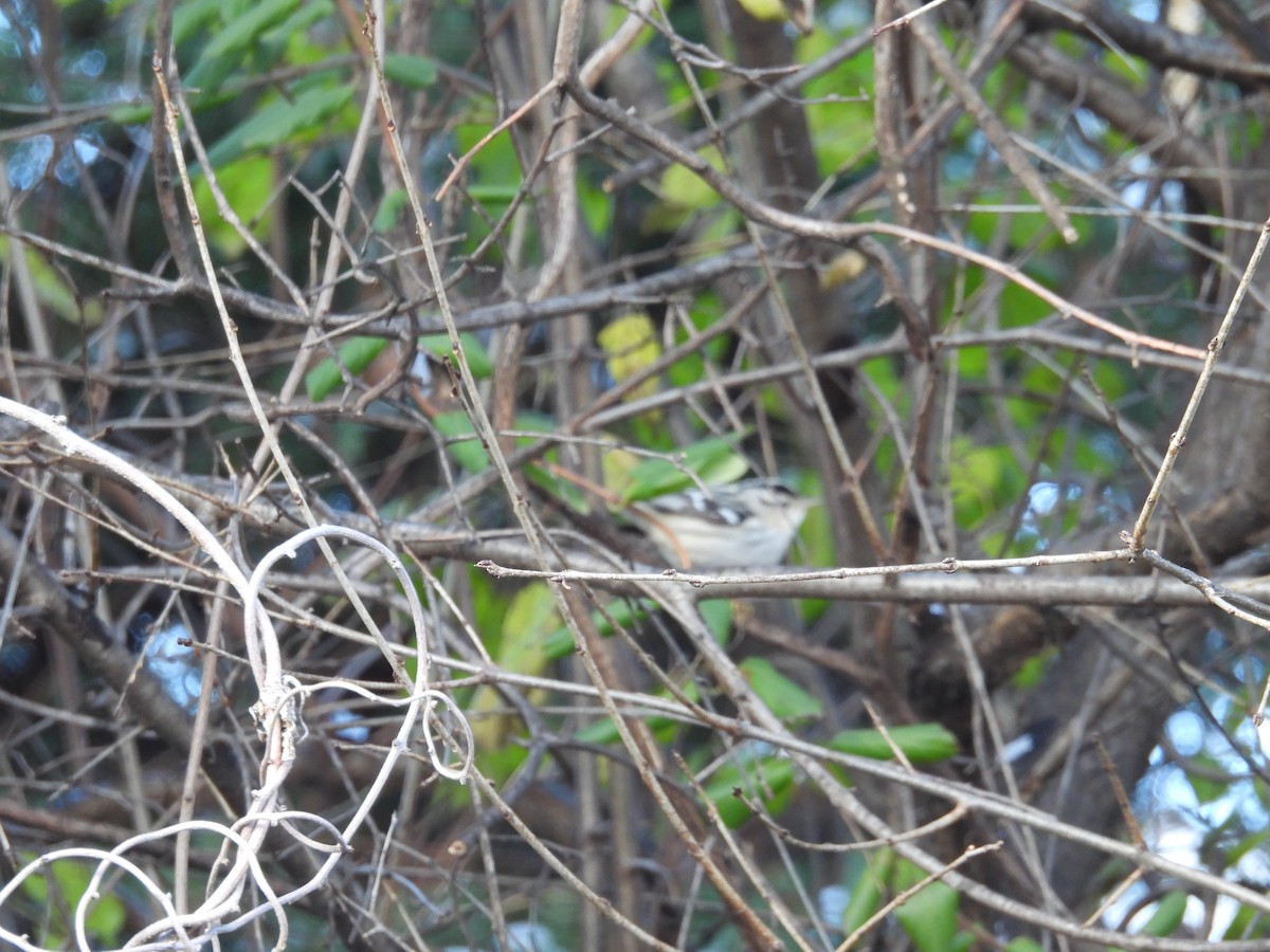 Black-and-white Warbler - ML646355589