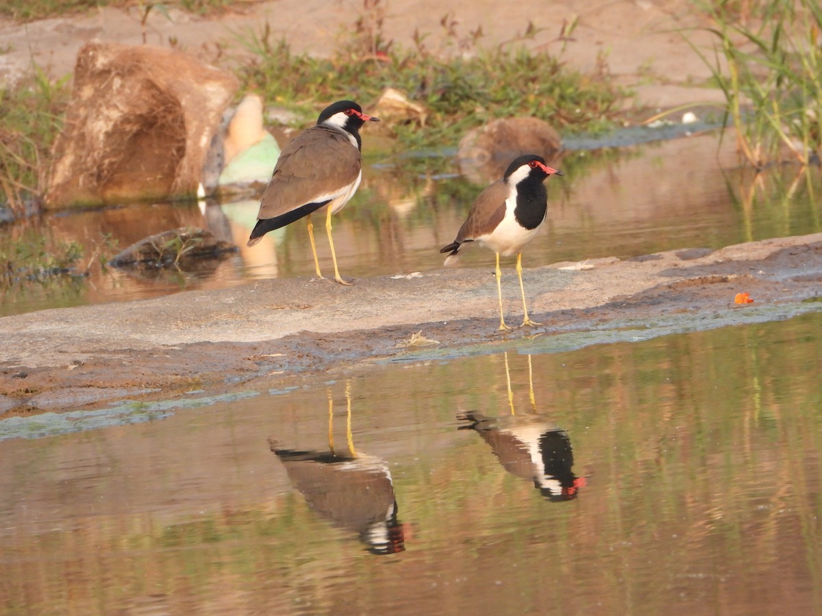 Red-wattled Lapwing - ML646355593