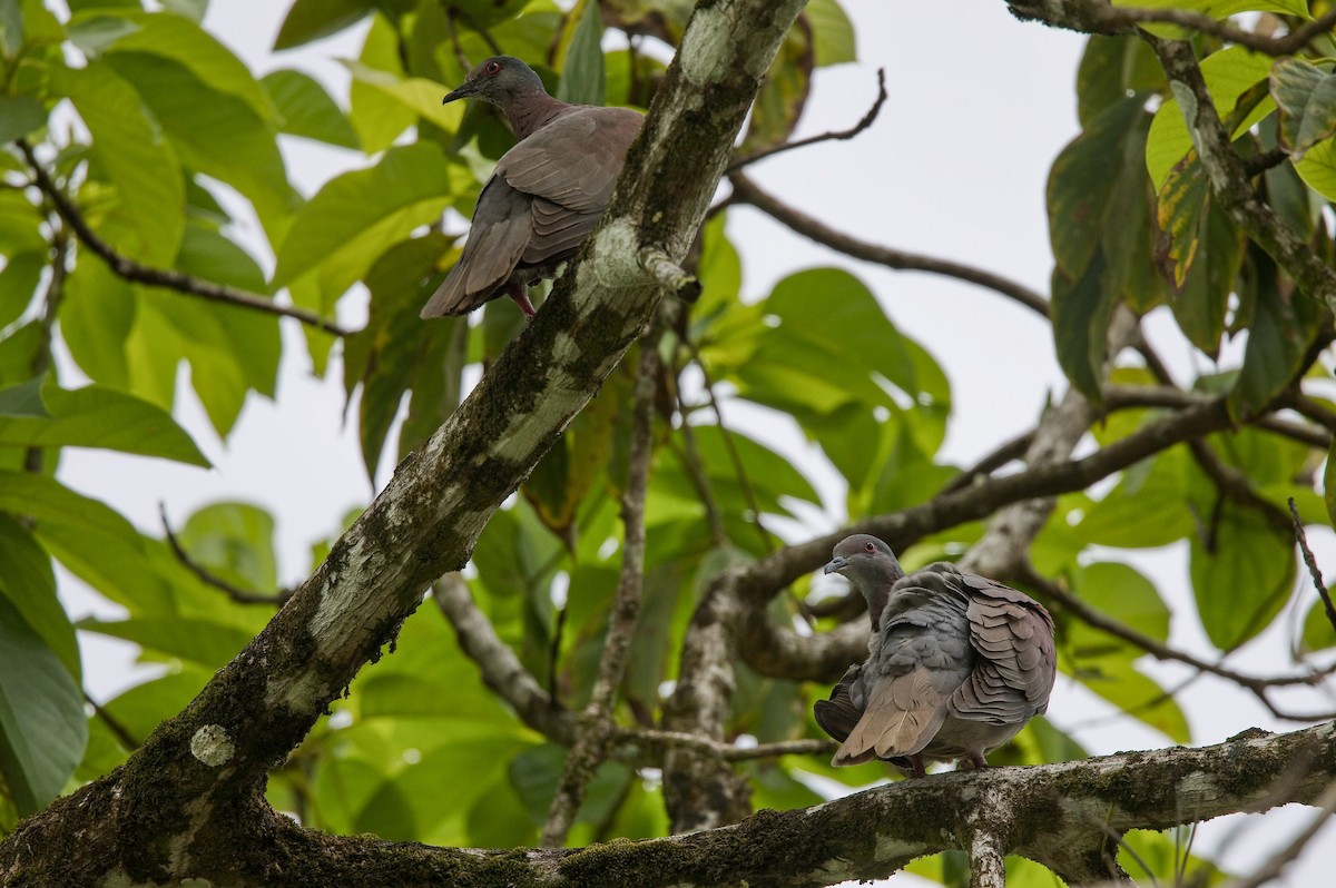 Paloma Colorada - ML646355595