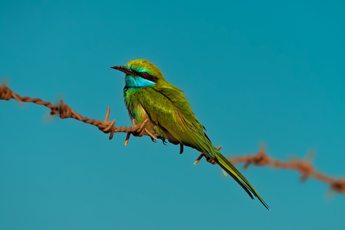 Arabian Green Bee-eater - ML646355598
