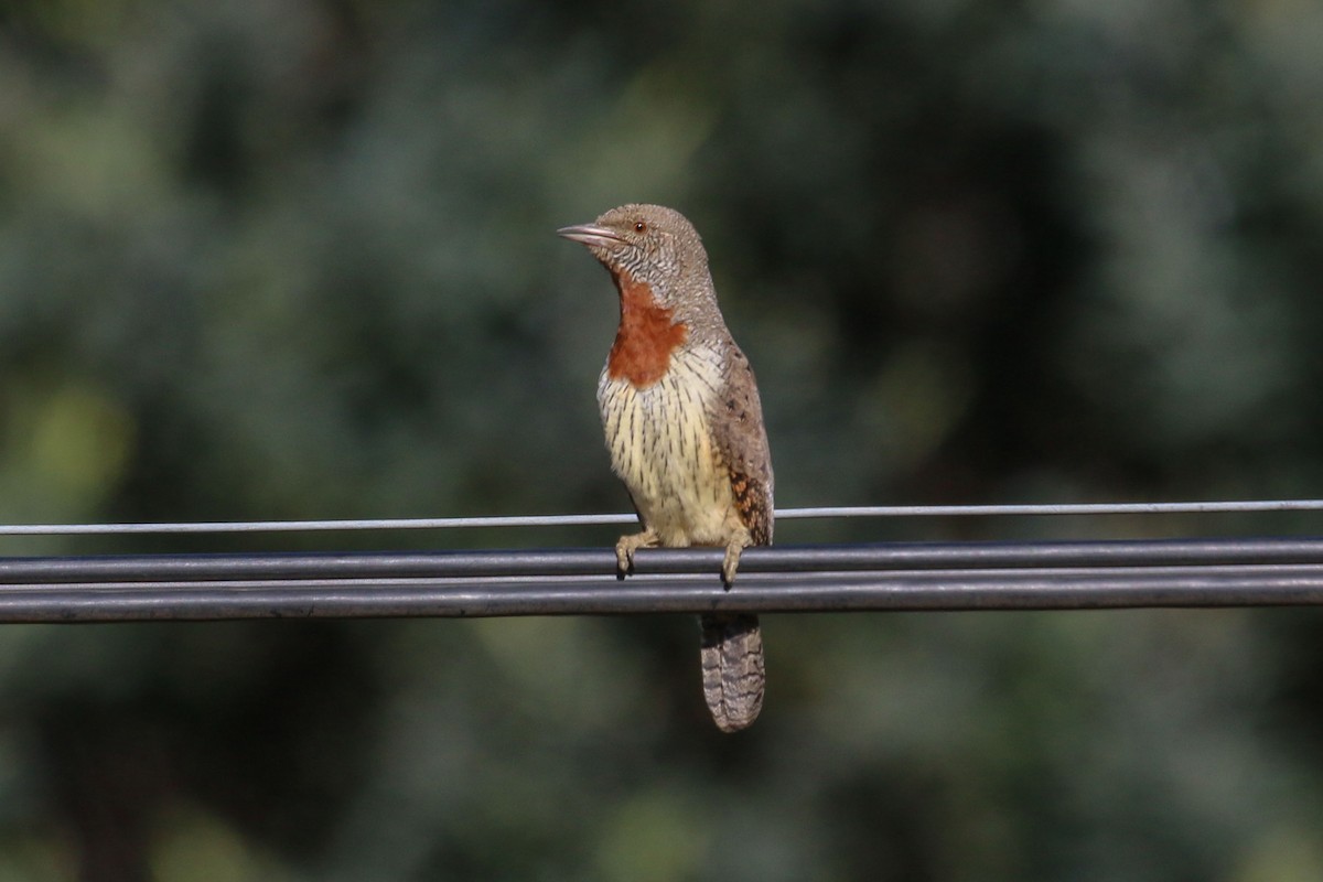 Red-throated Wryneck - ML646355599