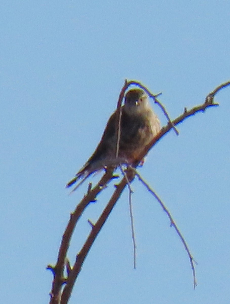 Merlin - ML646355600