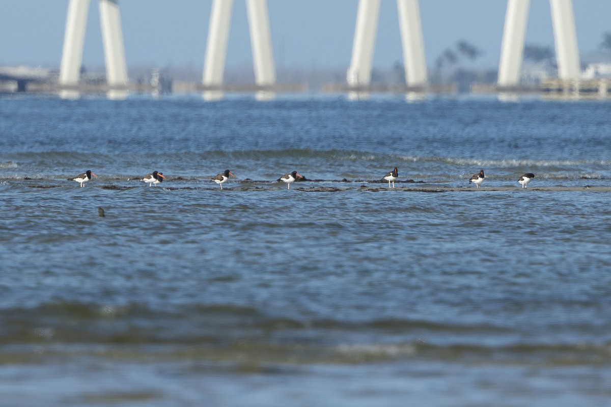 American Oystercatcher - ML646355603
