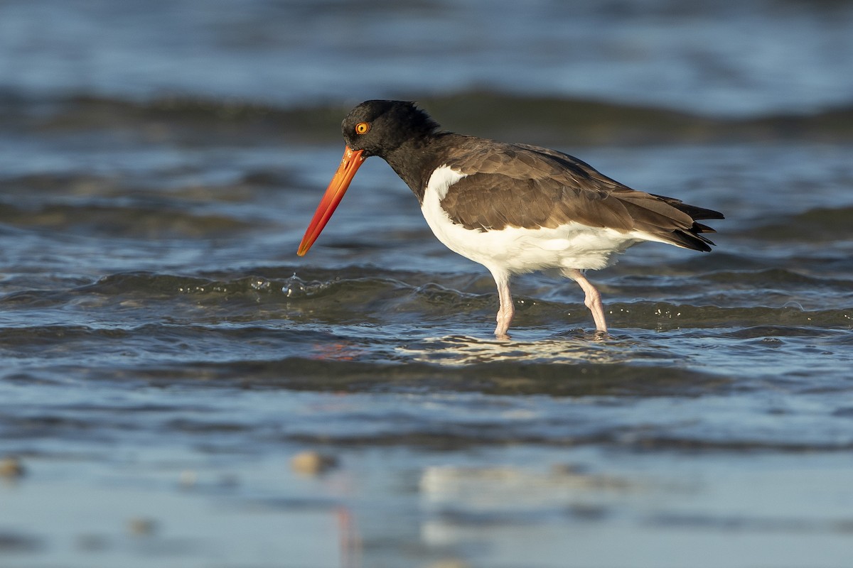 American Oystercatcher - ML646355604