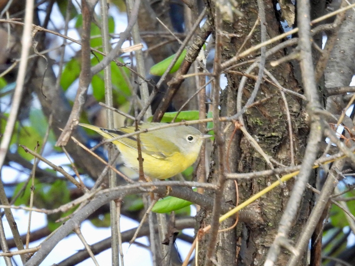 Nashville Warbler - ML646355606