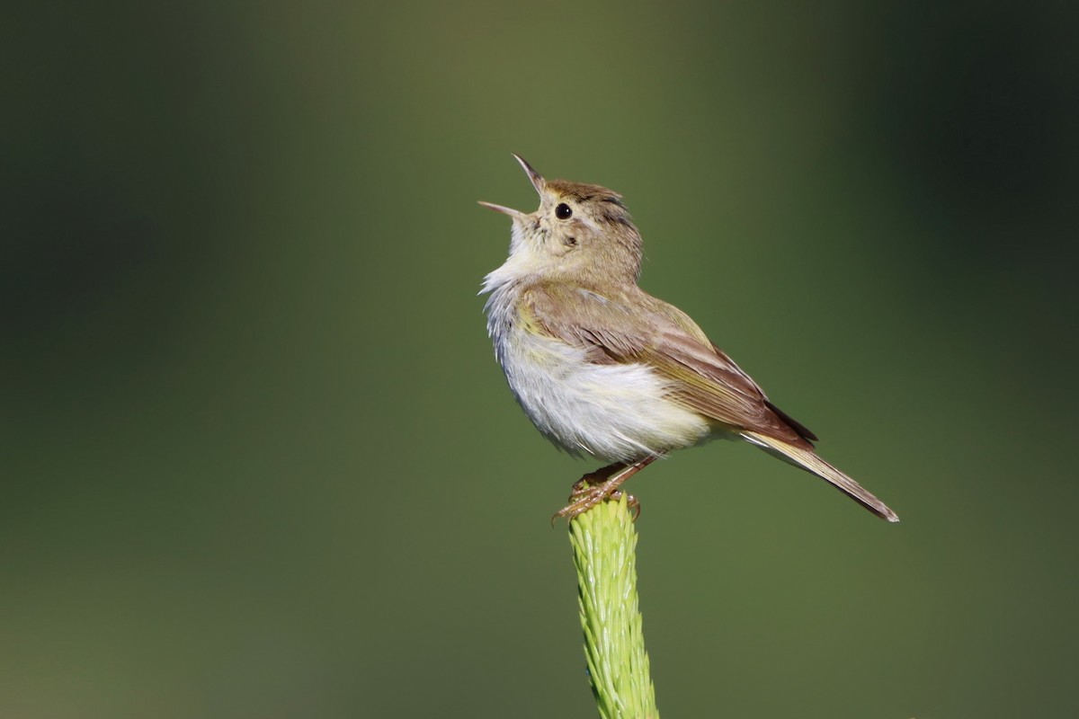 Western Bonelli's Warbler - ML646355610