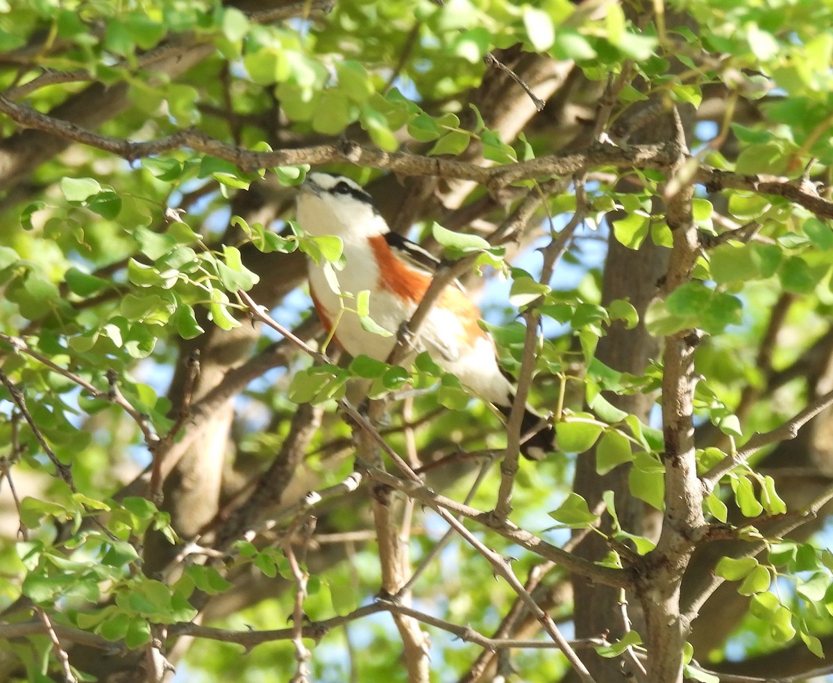 Brubru - ML646355615