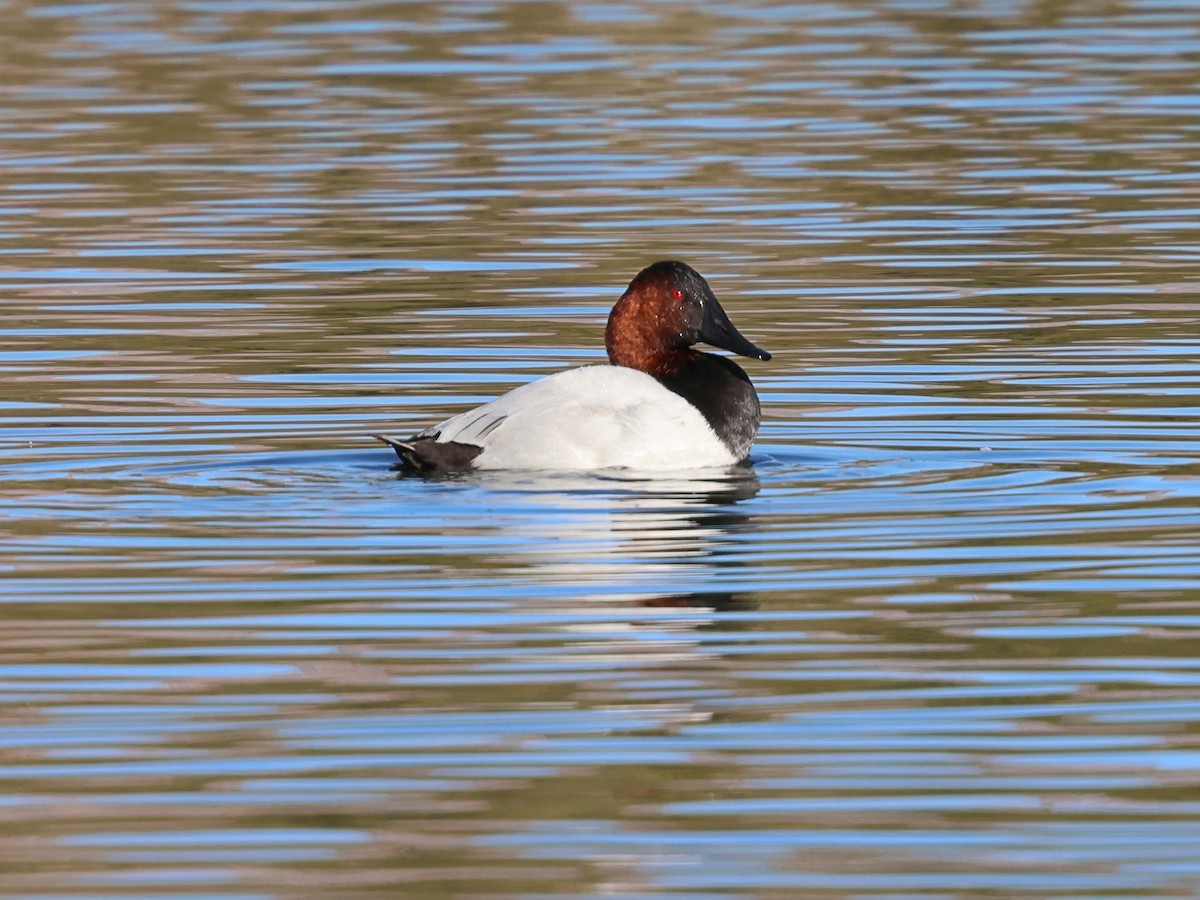Canvasback - ML646355616