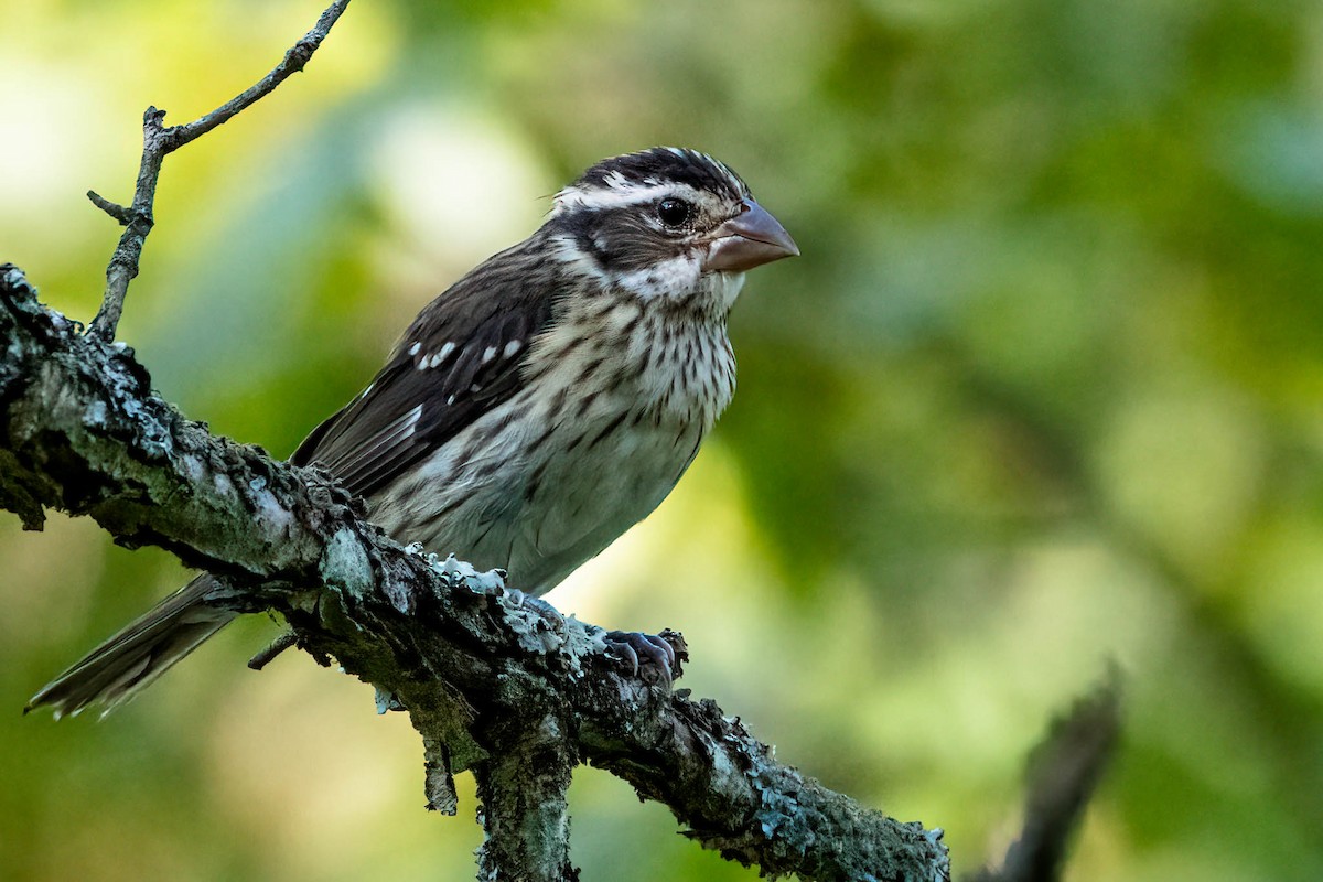 Розовогрудый толстонос - ML646355617