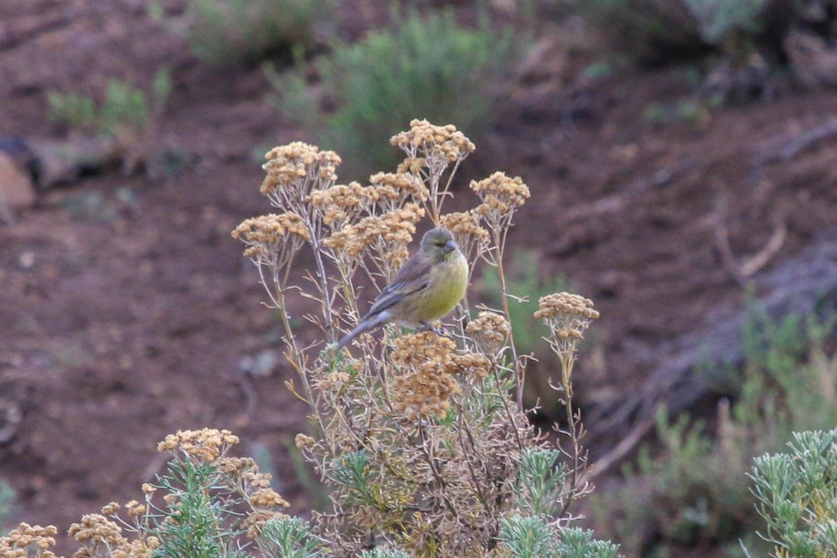 Drakensberg Siskin - ML646355620