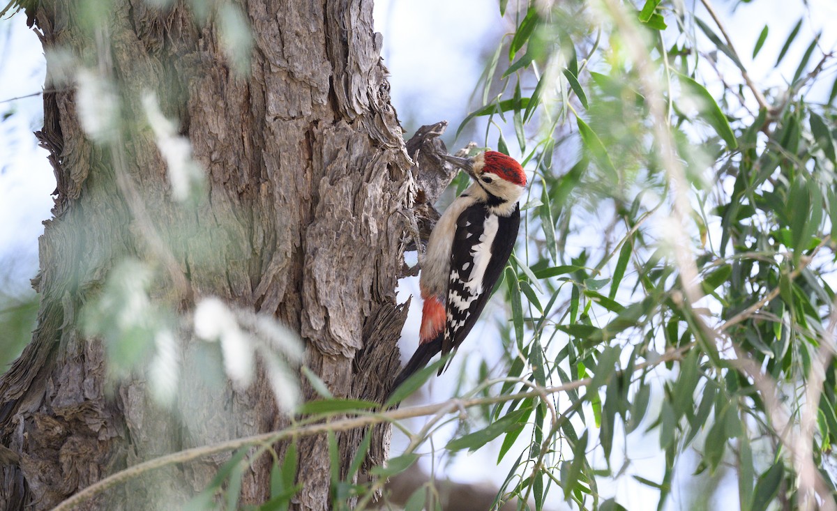 Sind Woodpecker - ML646355621