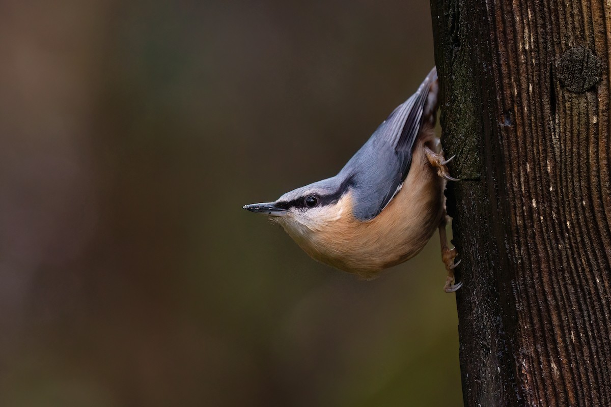 Eurasian Nuthatch (Western) - ML646355622