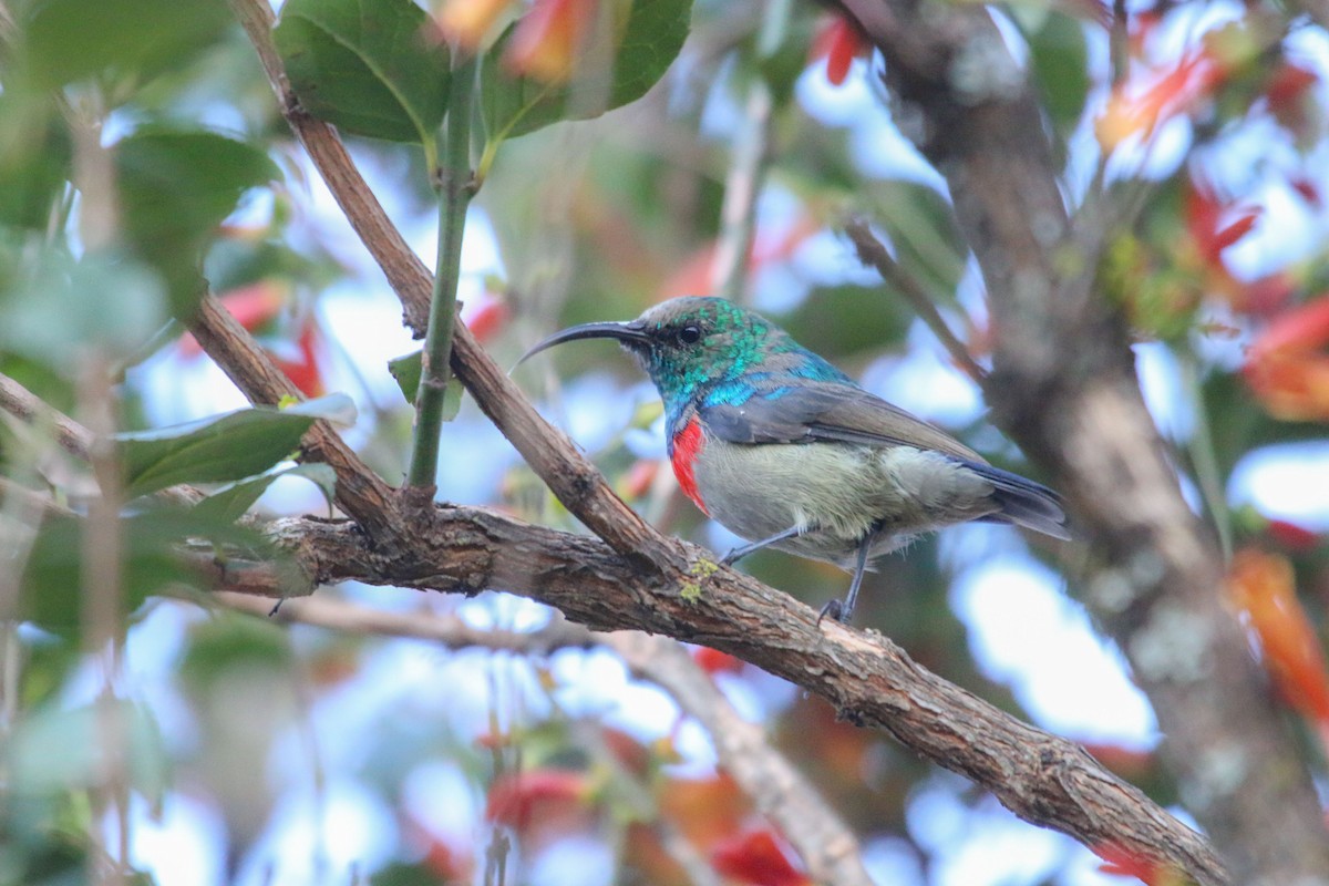 bredbeltesolfugl - ML646355628