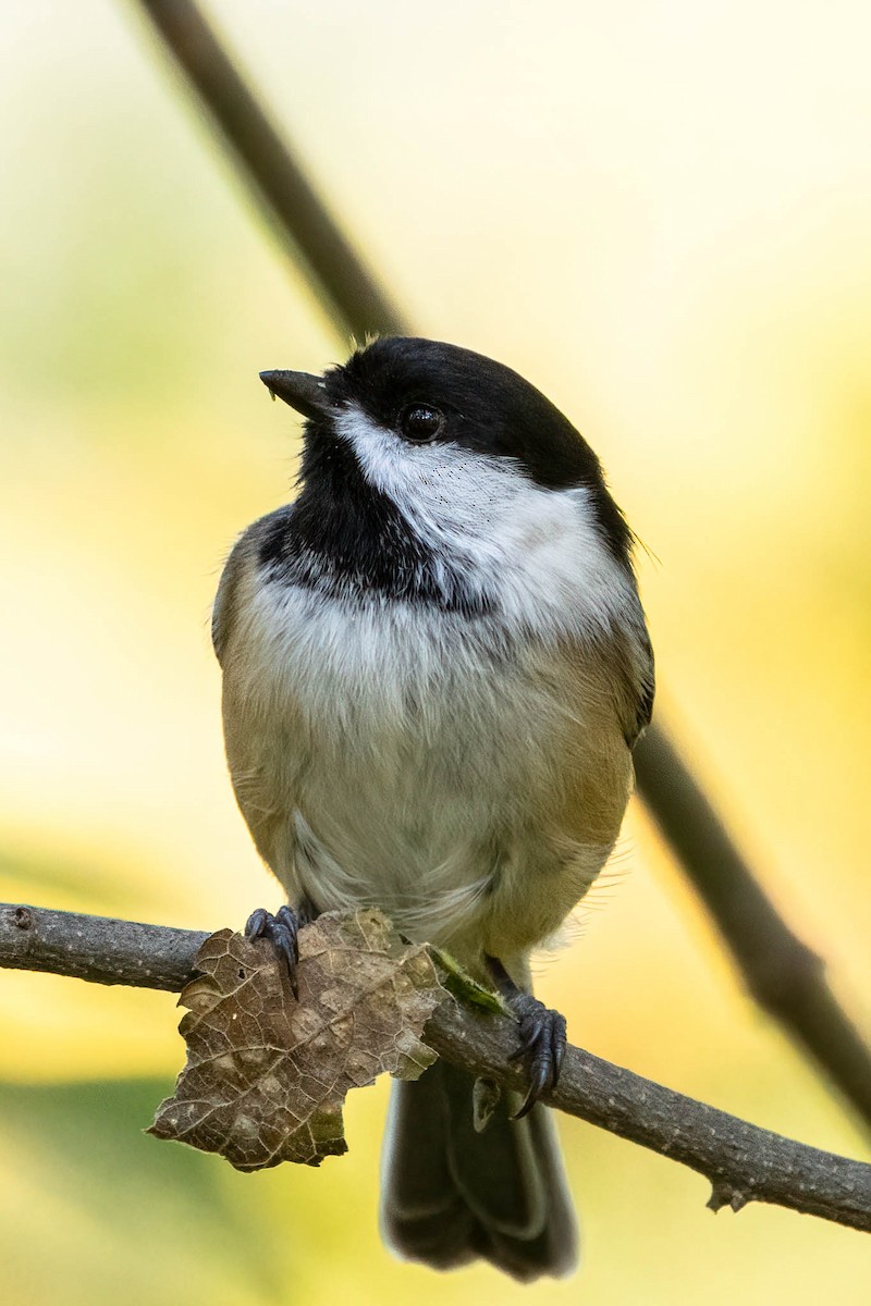 Гаїчка світлокрила - ML646355632