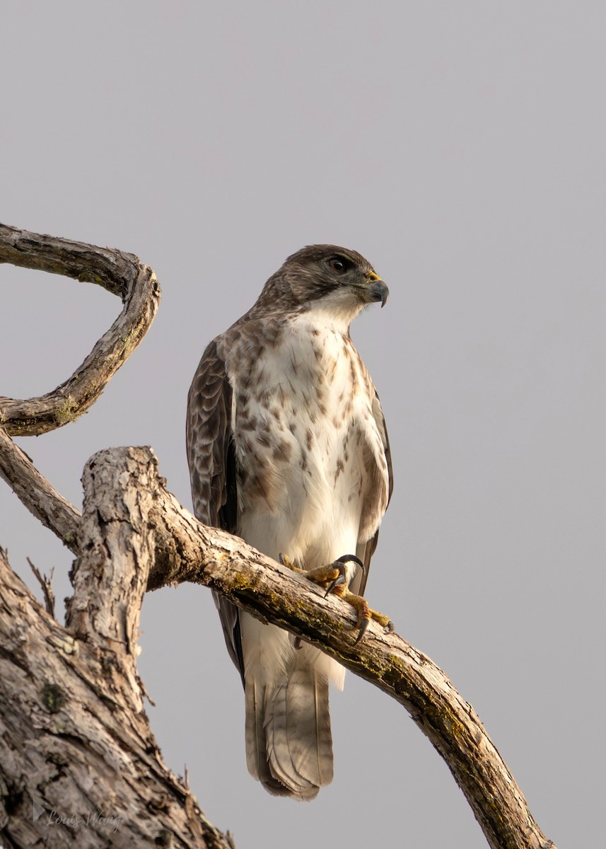 Hawaiian Hawk - ML646355636