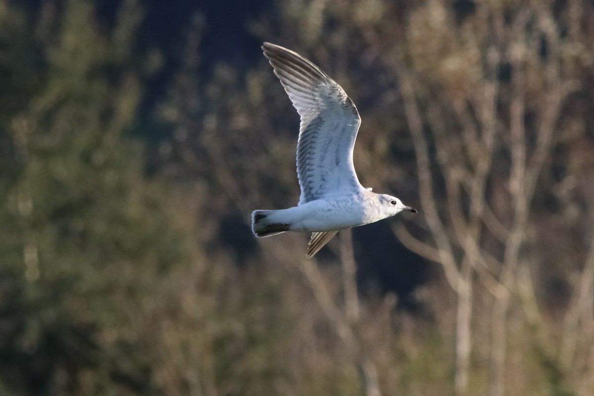 Common Gull - ML646355637