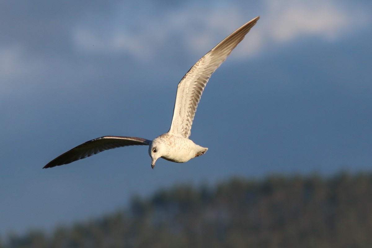 Common Gull - ML646355638