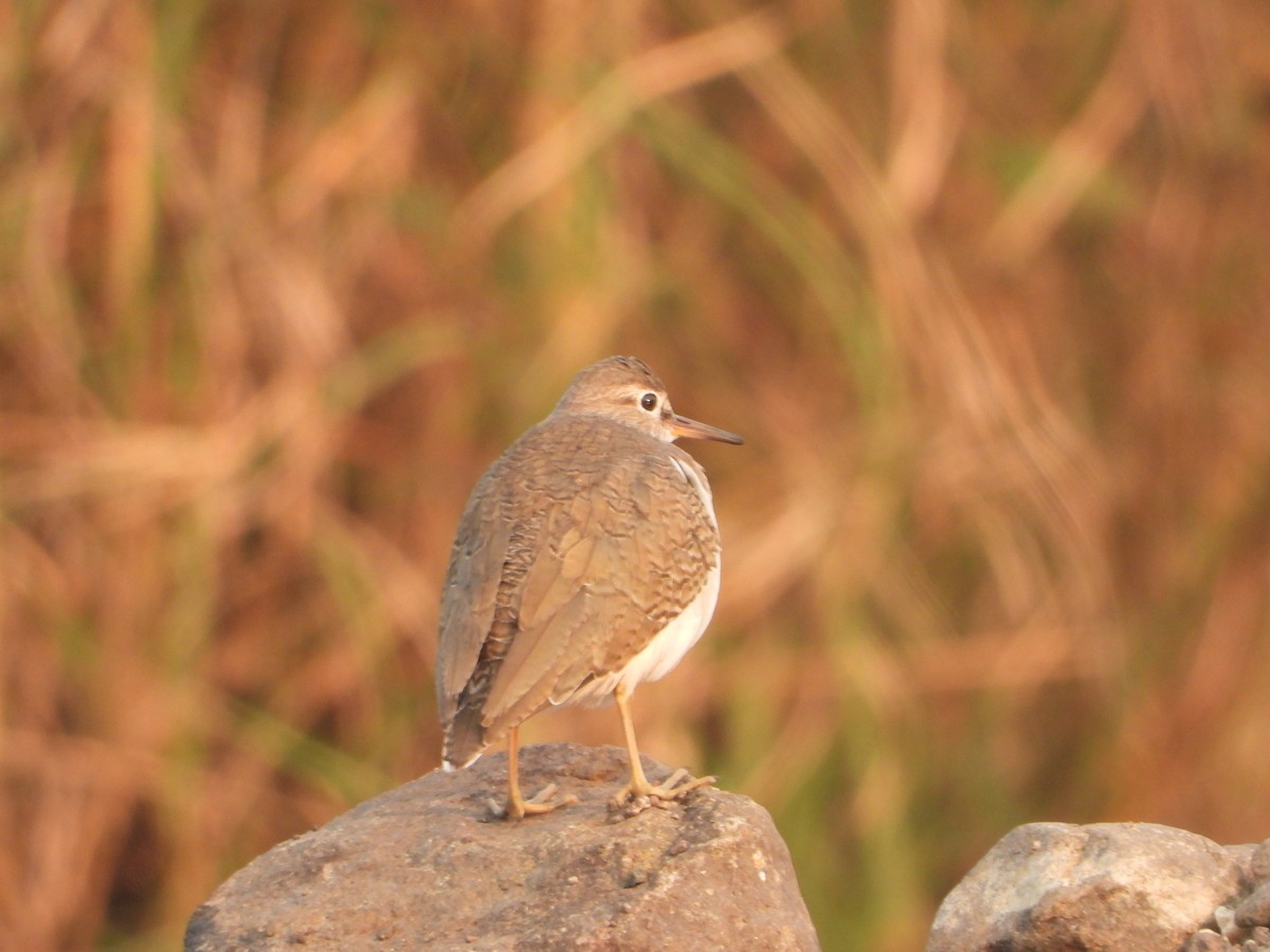 Common Sandpiper - ML646355643
