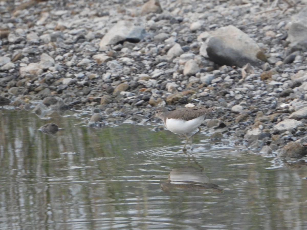Common Sandpiper - ML646355644