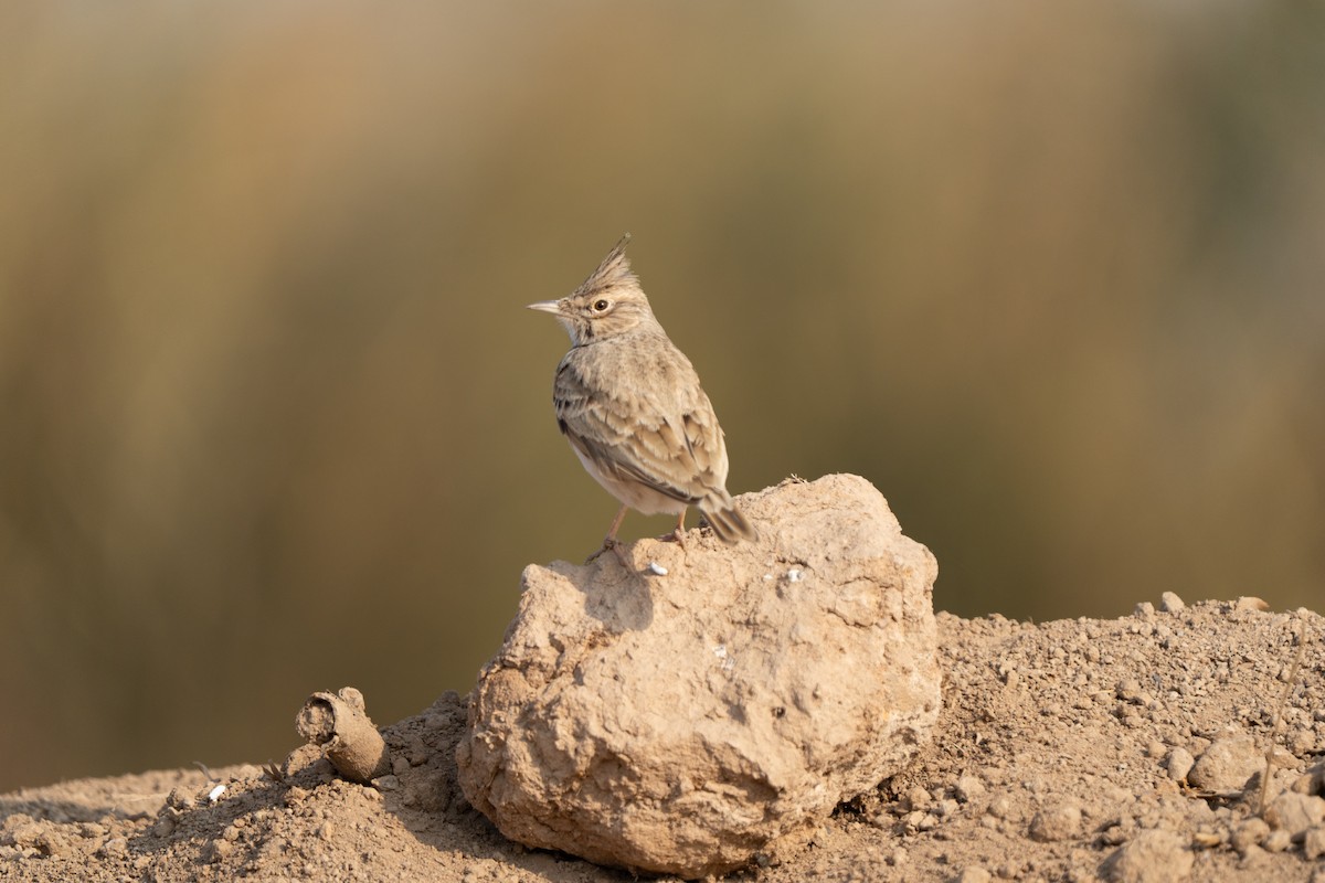 topplerke - ML646355645