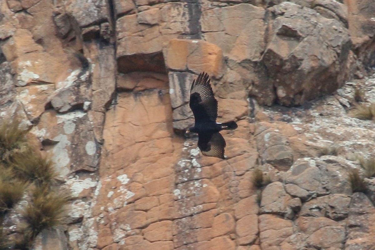 Verreaux's Eagle - ML646355649