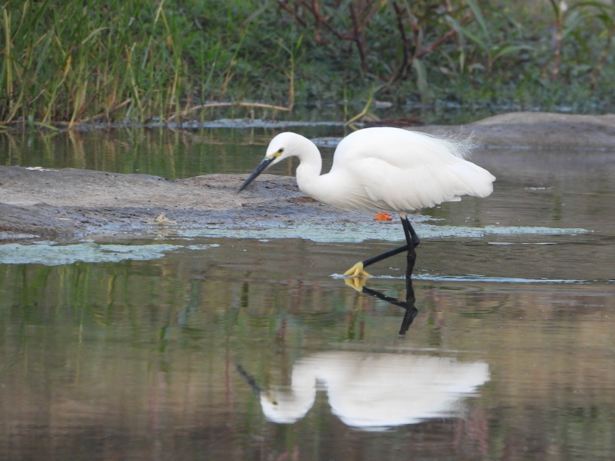 Little Egret - ML646355650