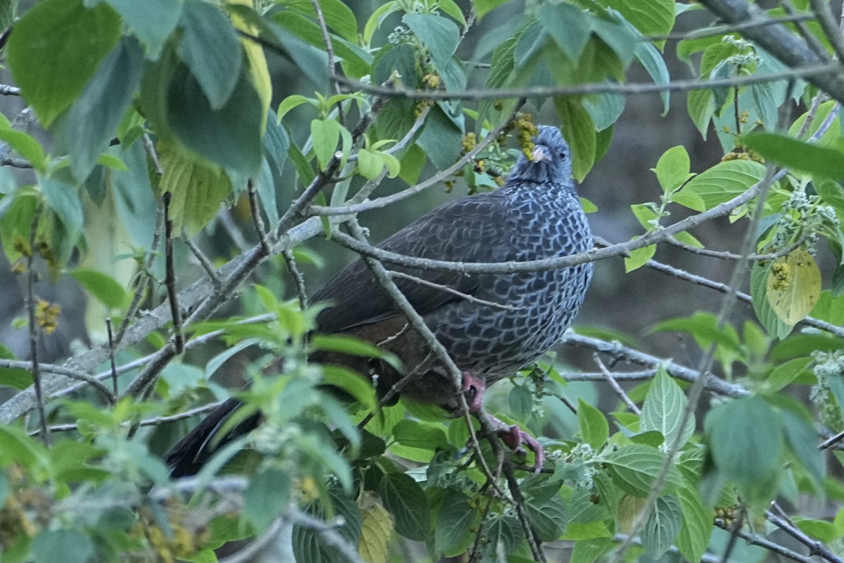 Andean Guan - ML646355652