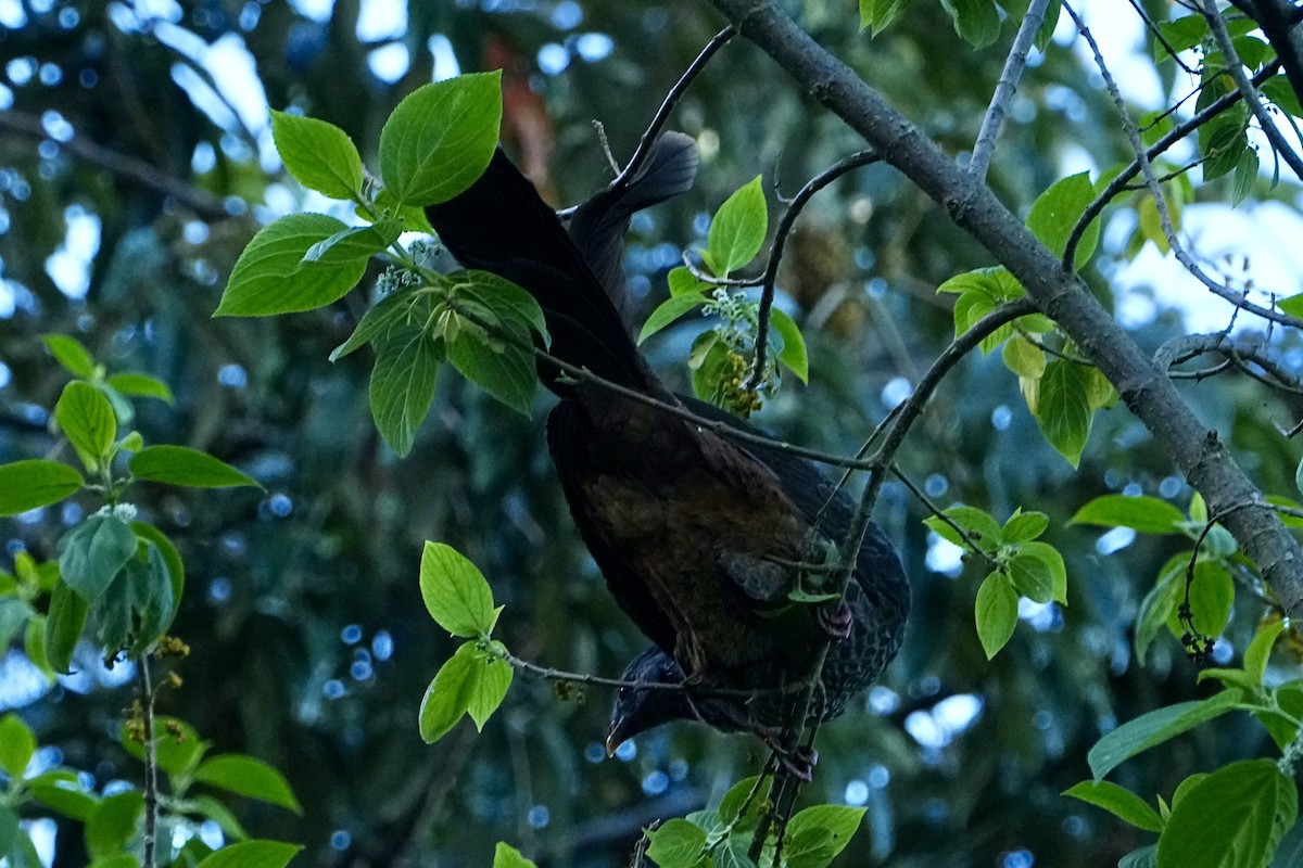 Andean Guan - ML646355653