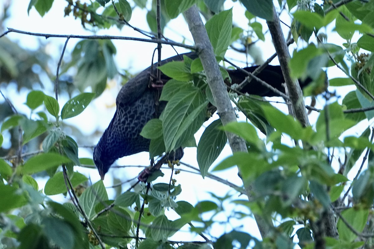 Andean Guan - ML646355654