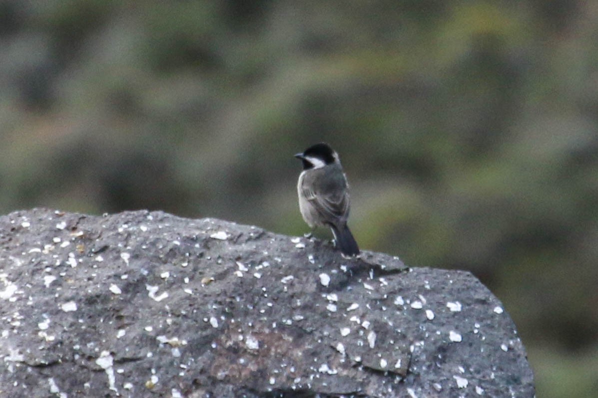 Gray Tit - ML646355655