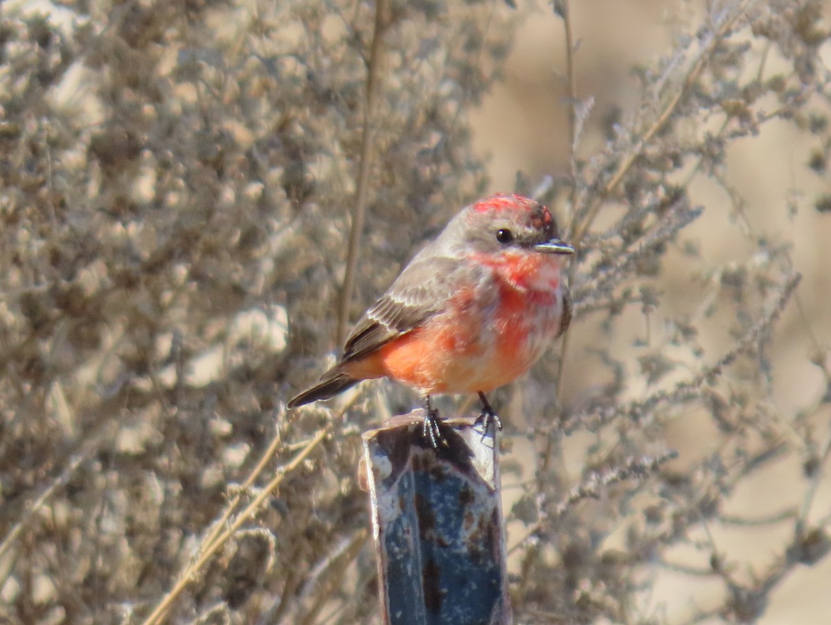 Vermilion Flycatcher - ML646355656