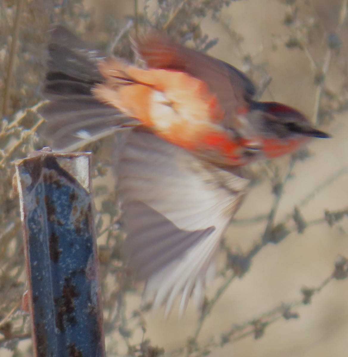 Vermilion Flycatcher - ML646355660