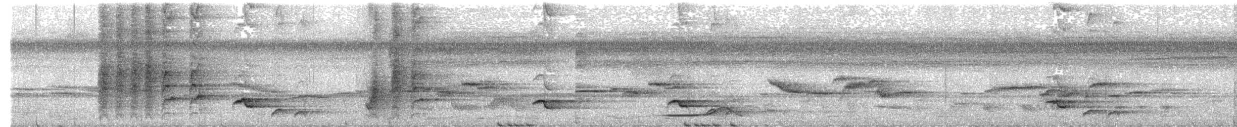 glansdrongo - ML646355661