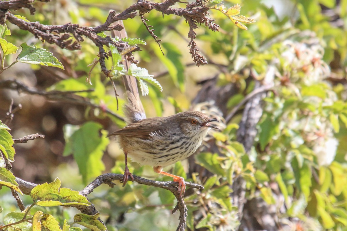 Karoo Prinia - ML646355662