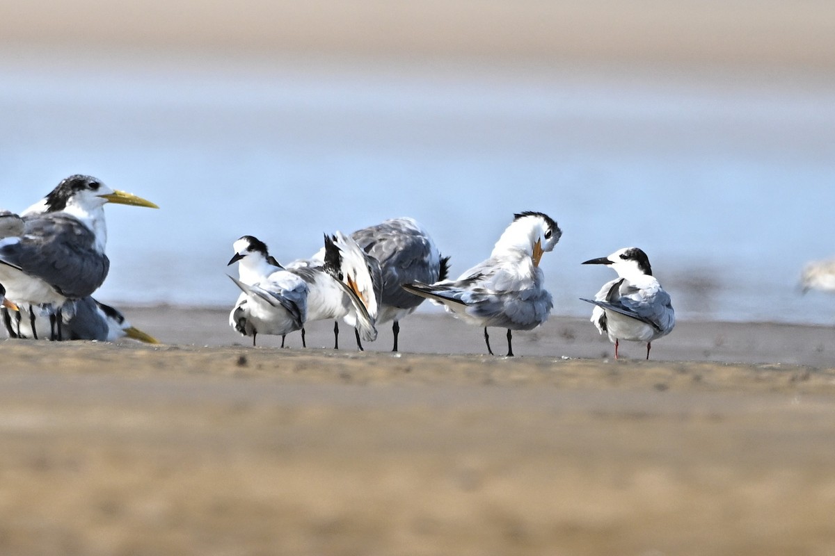 Common Tern - ML646355663
